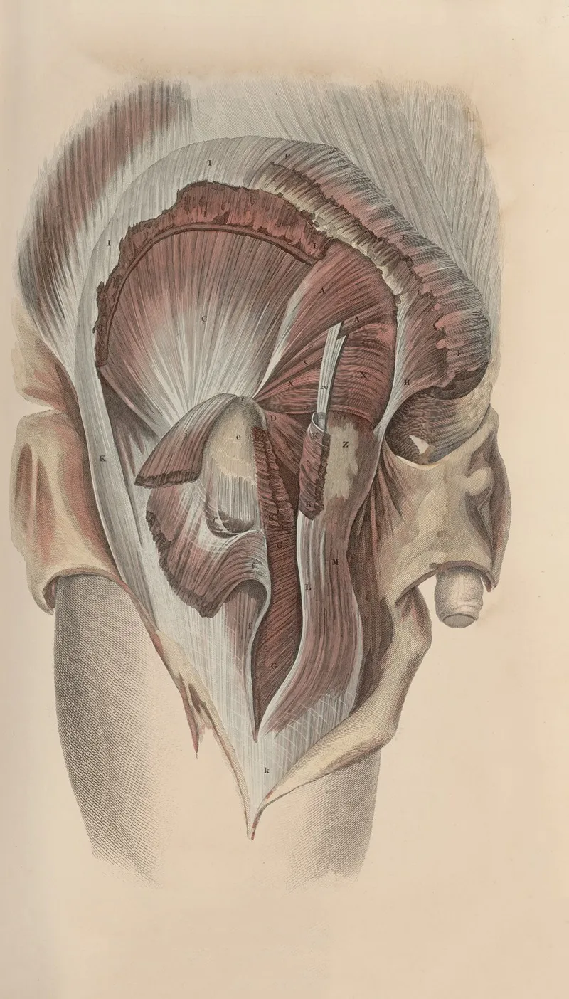 A System Of Anatomical Plates Of The Human Body Pl 049 Wall Art by John Lizars - High-Resolution Digital Print