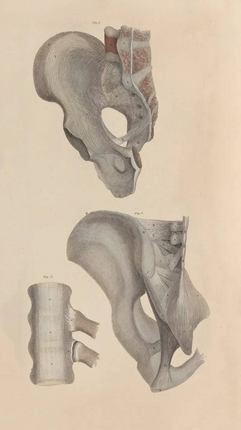 A System Of Anatomical Plates Of The Human Body Pl 051 Wall Art by John Lizars - High-Resolution Digital Print