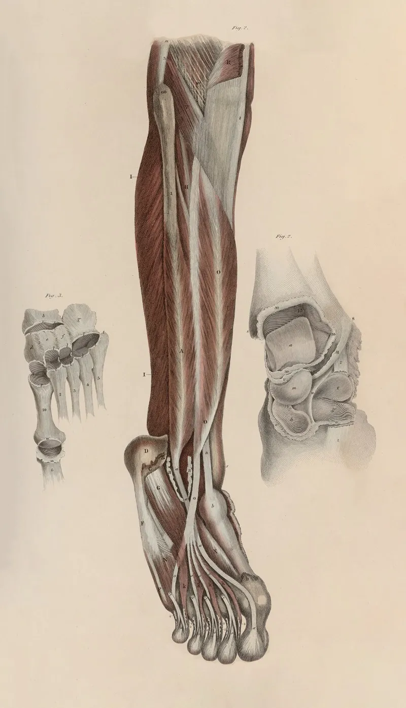 A System Of Anatomical Plates Of The Human Body Pl 054 Wall Art by John Lizars - High-Resolution Digital Print