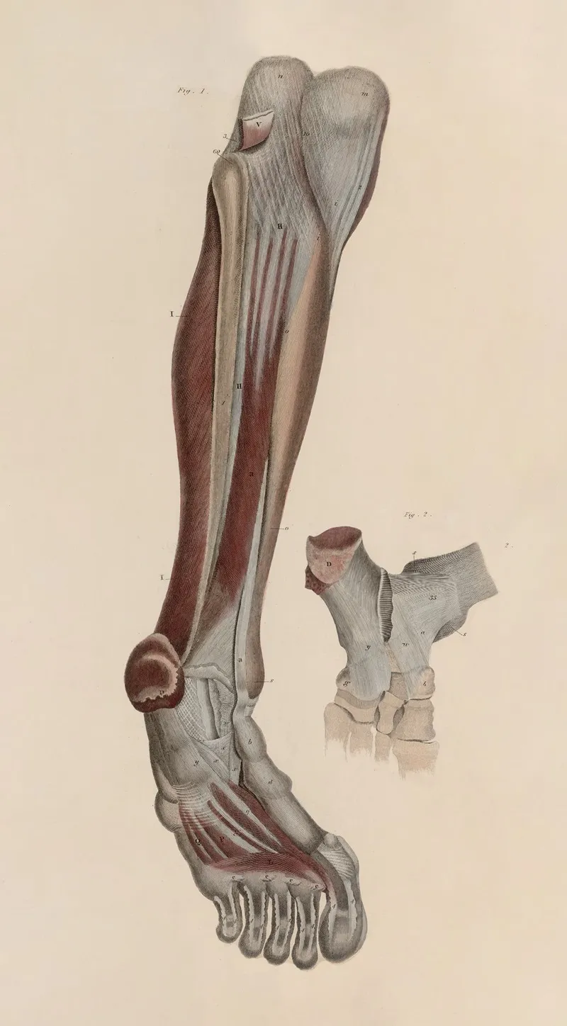 A System Of Anatomical Plates Of The Human Body Pl 055 Wall Art by John Lizars - High-Resolution Digital Print