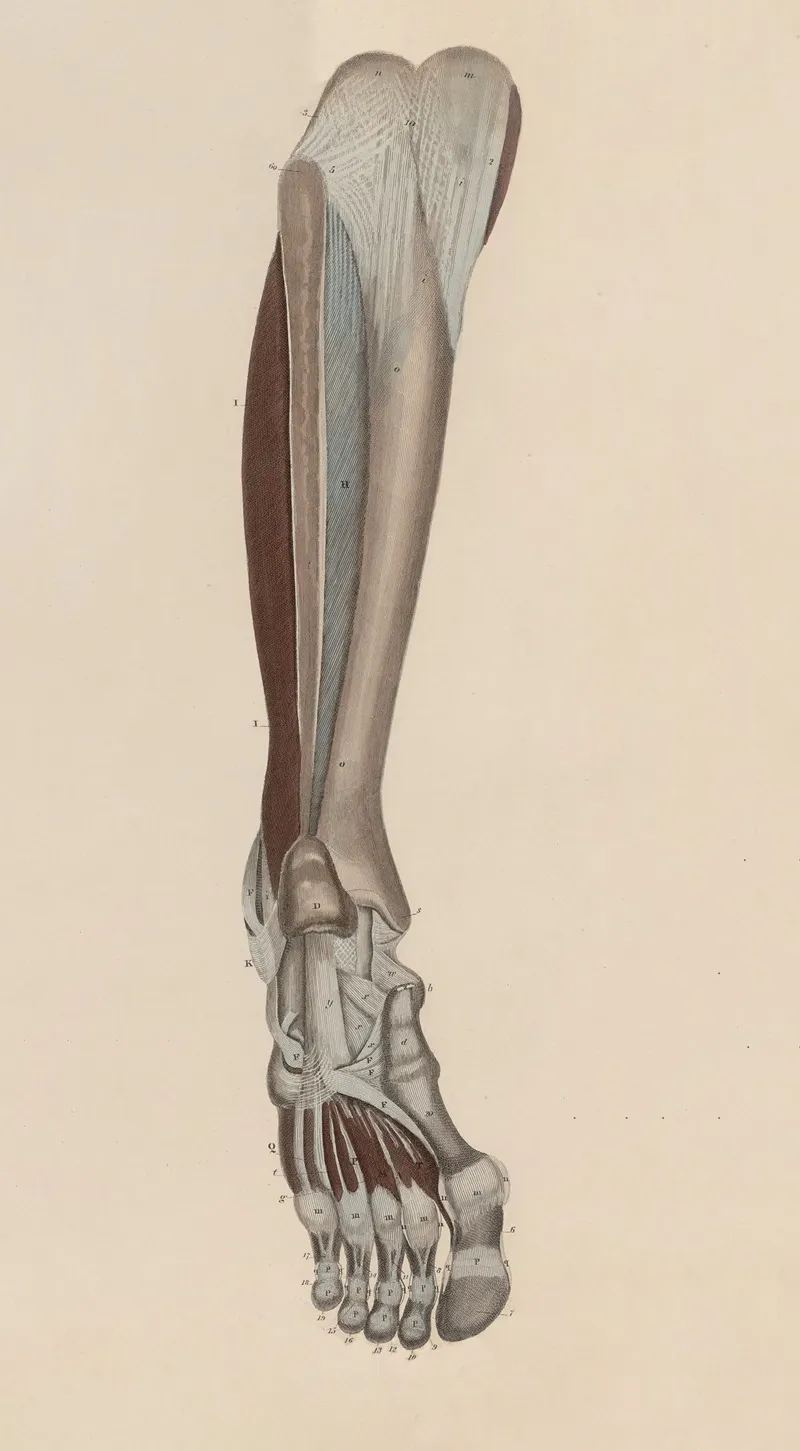 A System Of Anatomical Plates Of The Human Body Pl 056 Wall Art by John Lizars - High-Resolution Digital Print
