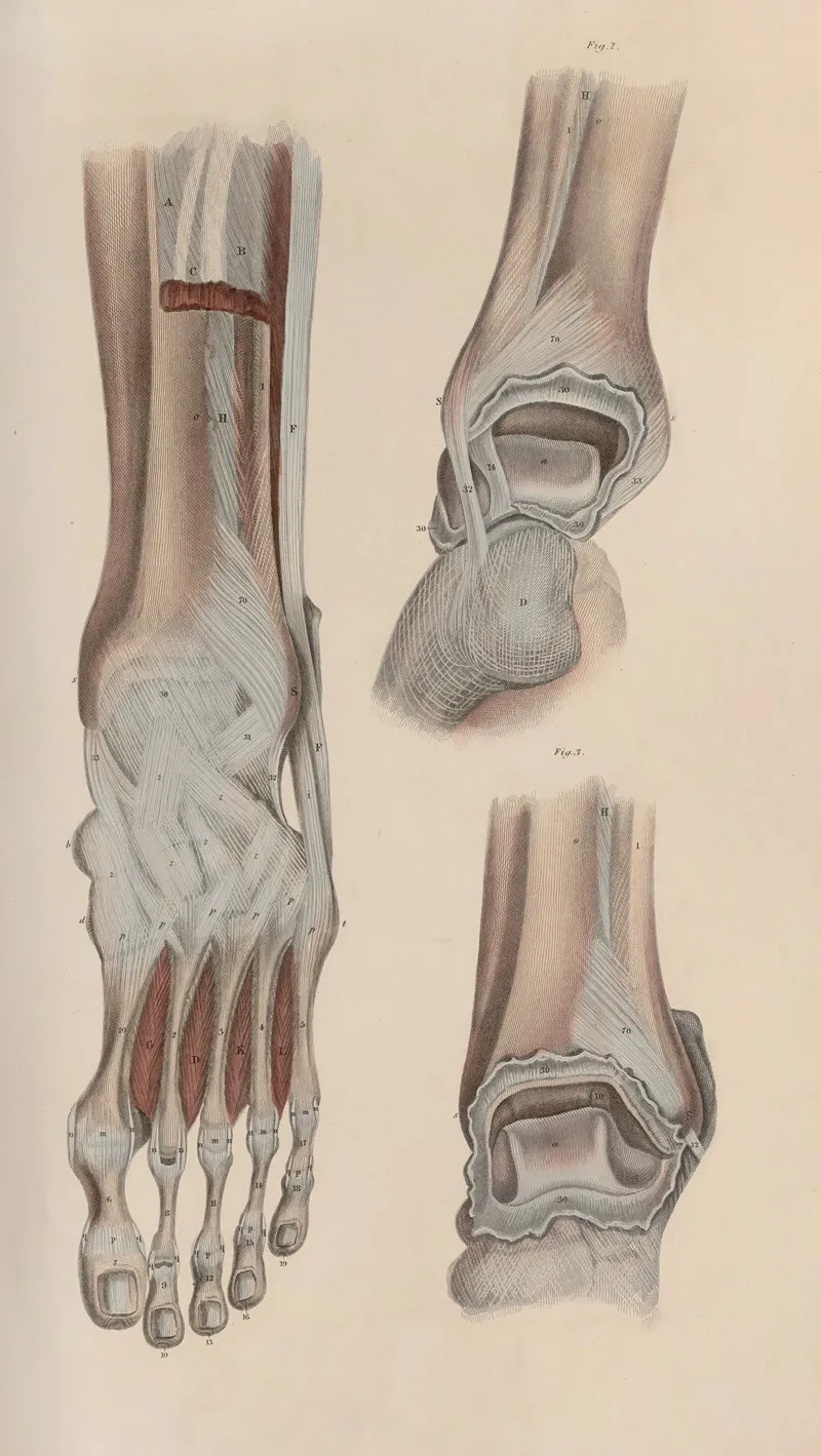 A System Of Anatomical Plates Of The Human Body Pl 057 Wall Art by John Lizars - High-Resolution Digital Print