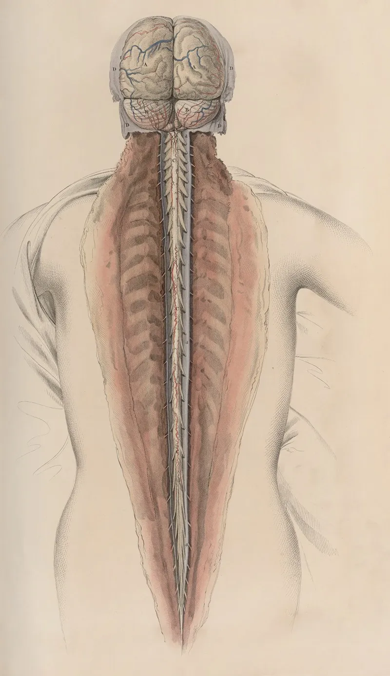 A System Of Anatomical Plates Of The Human Body Pl 058 Wall Art by John Lizars - High-Resolution Digital Print
