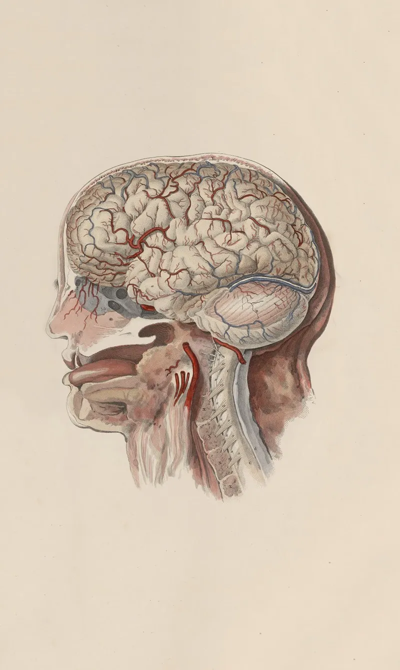 A System Of Anatomical Plates Of The Human Body Pl 059 Wall Art by John Lizars - High-Resolution Digital Print