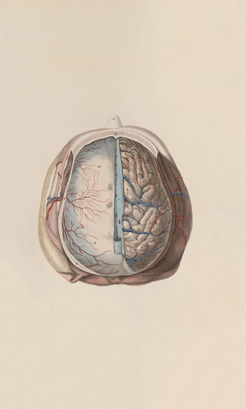 A System Of Anatomical Plates Of The Human Body Pl 060 Wall Art by John Lizars - High-Resolution Digital Print