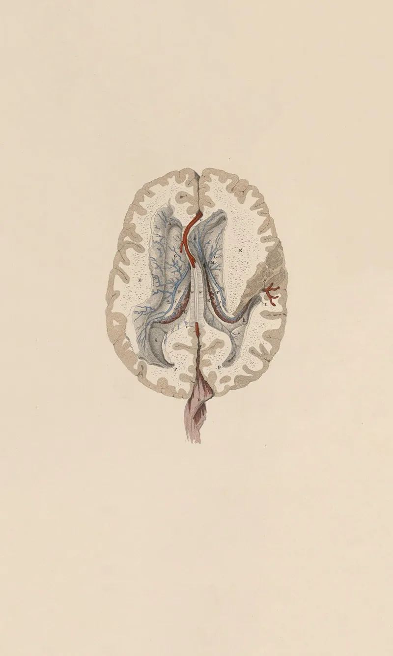 A System Of Anatomical Plates Of The Human Body Pl 063 Wall Art by John Lizars - High-Resolution Digital Print