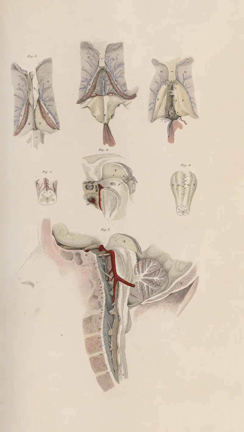 A System Of Anatomical Plates Of The Human Body Pl 064 Wall Art by John Lizars - High-Resolution Digital Print