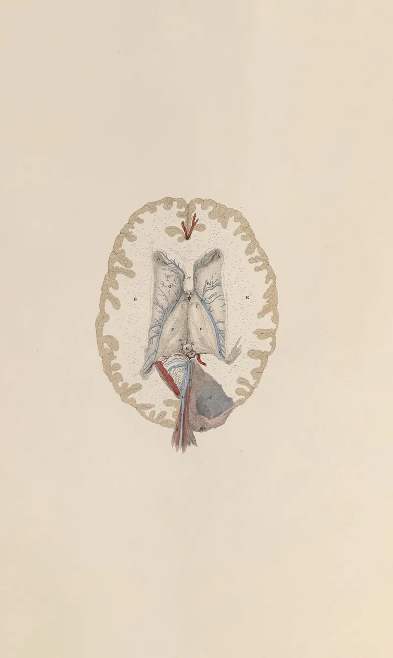 A System Of Anatomical Plates Of The Human Body Pl 065 Wall Art by John Lizars - High-Resolution Digital Print