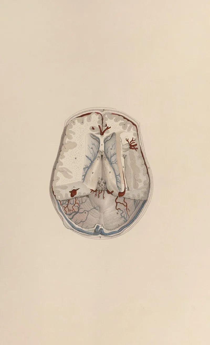 A System Of Anatomical Plates Of The Human Body Pl 066 Wall Art by John Lizars - High-Resolution Digital Print