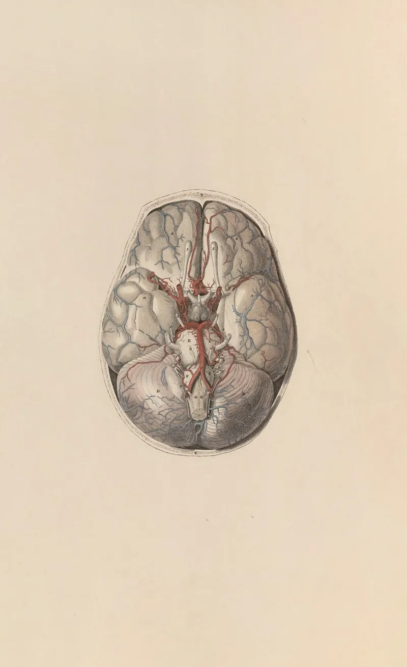 A System Of Anatomical Plates Of The Human Body Pl 067 Wall Art by John Lizars - High-Resolution Digital Print