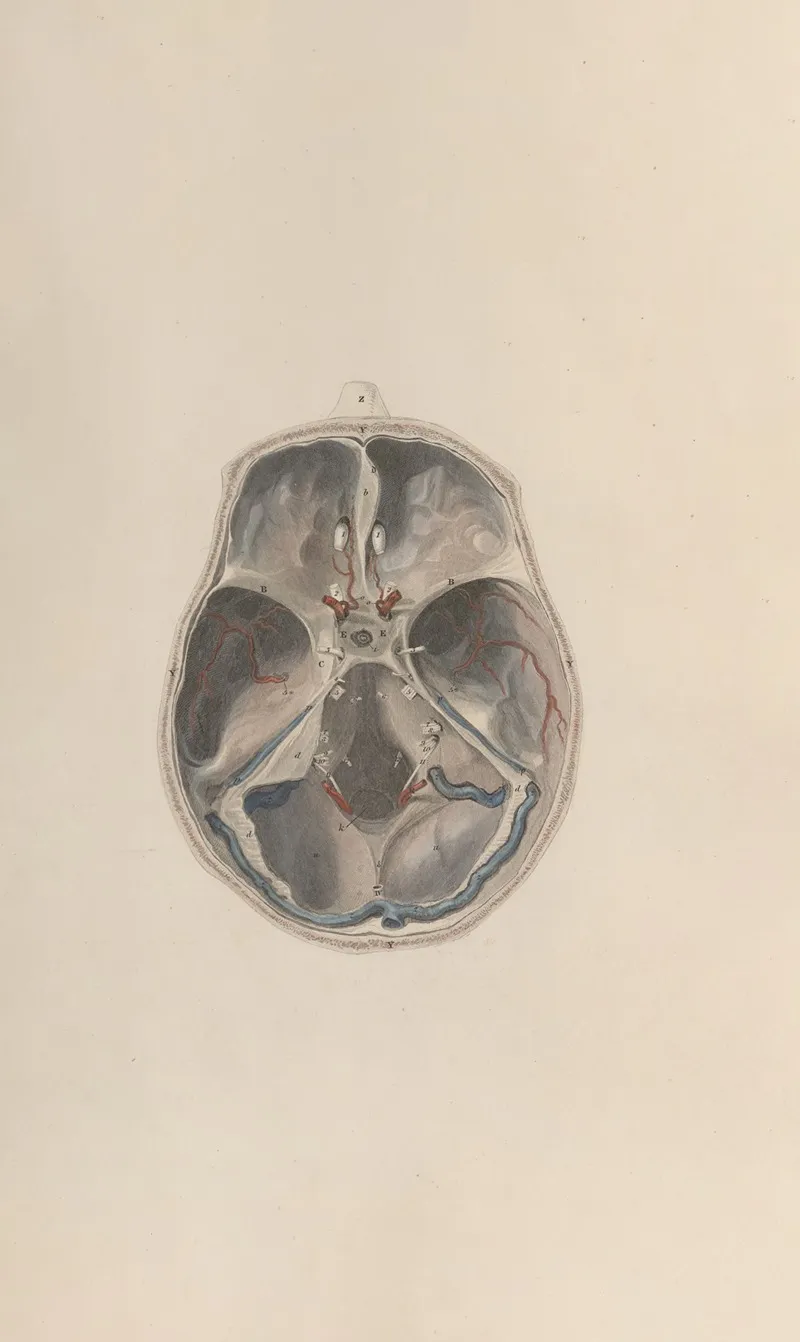 A System Of Anatomical Plates Of The Human Body Pl 068 Wall Art by John Lizars - High-Resolution Digital Print