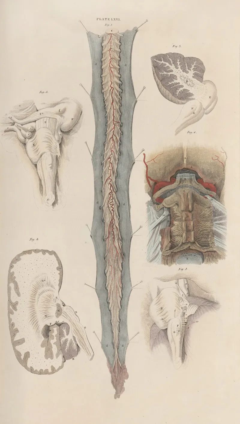 A System Of Anatomical Plates Of The Human Body Pl 069 Wall Art by John Lizars - High-Resolution Digital Print