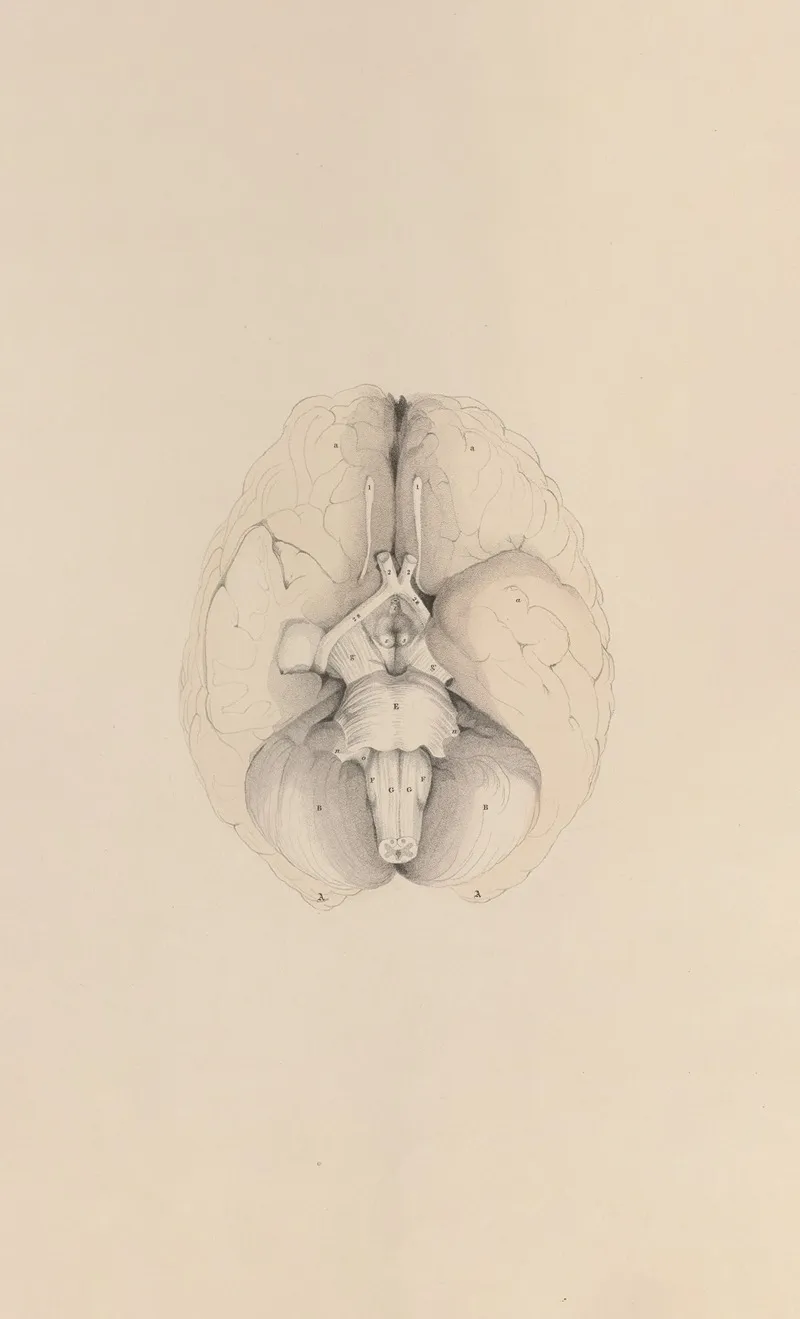 A System Of Anatomical Plates Of The Human Body Pl 070 Wall Art by John Lizars - High-Resolution Digital Print