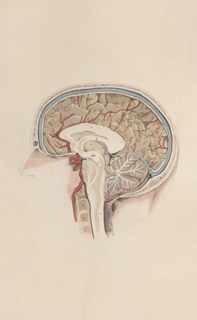 A System Of Anatomical Plates Of The Human Body Pl 071 Wall Art by John Lizars - High-Resolution Digital Print