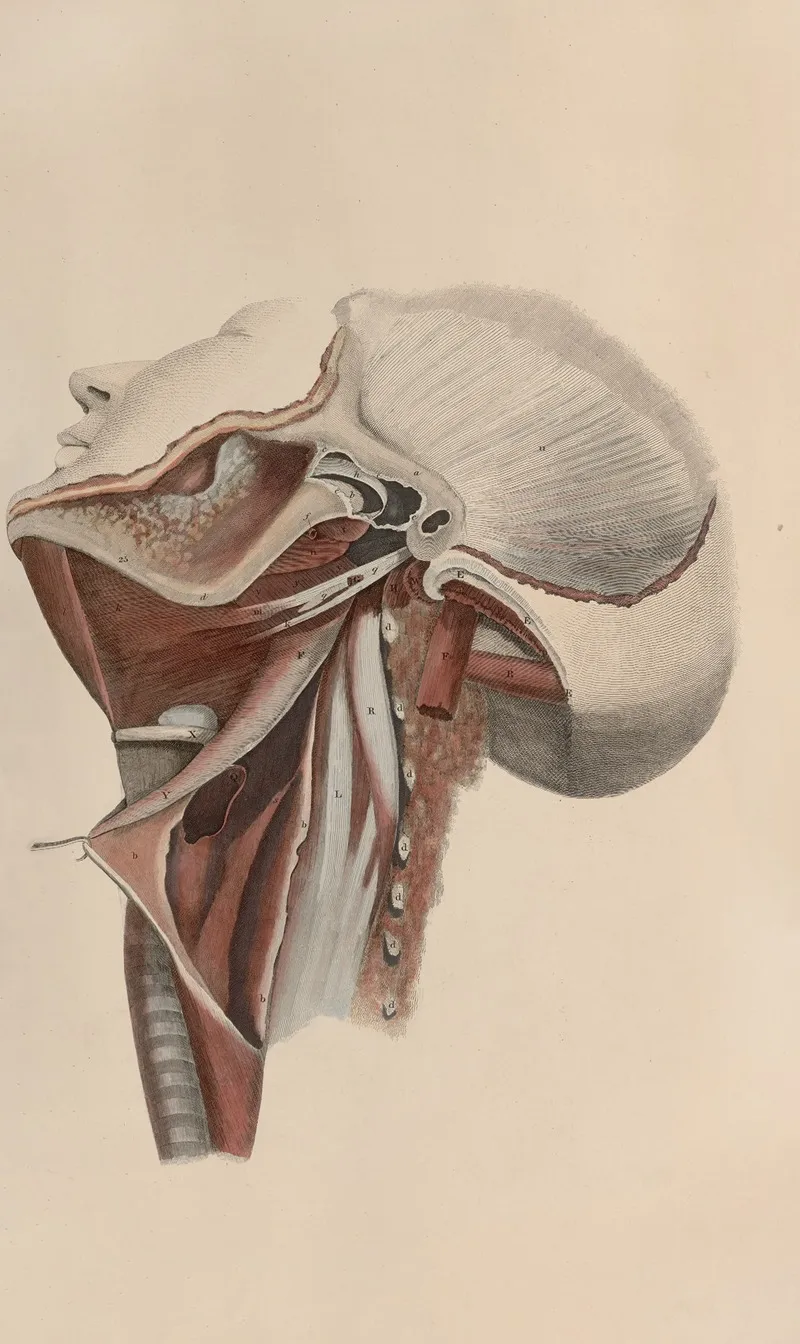 A System Of Anatomical Plates Of The Human Body Pl 074 Wall Art by John Lizars - High-Resolution Digital Print
