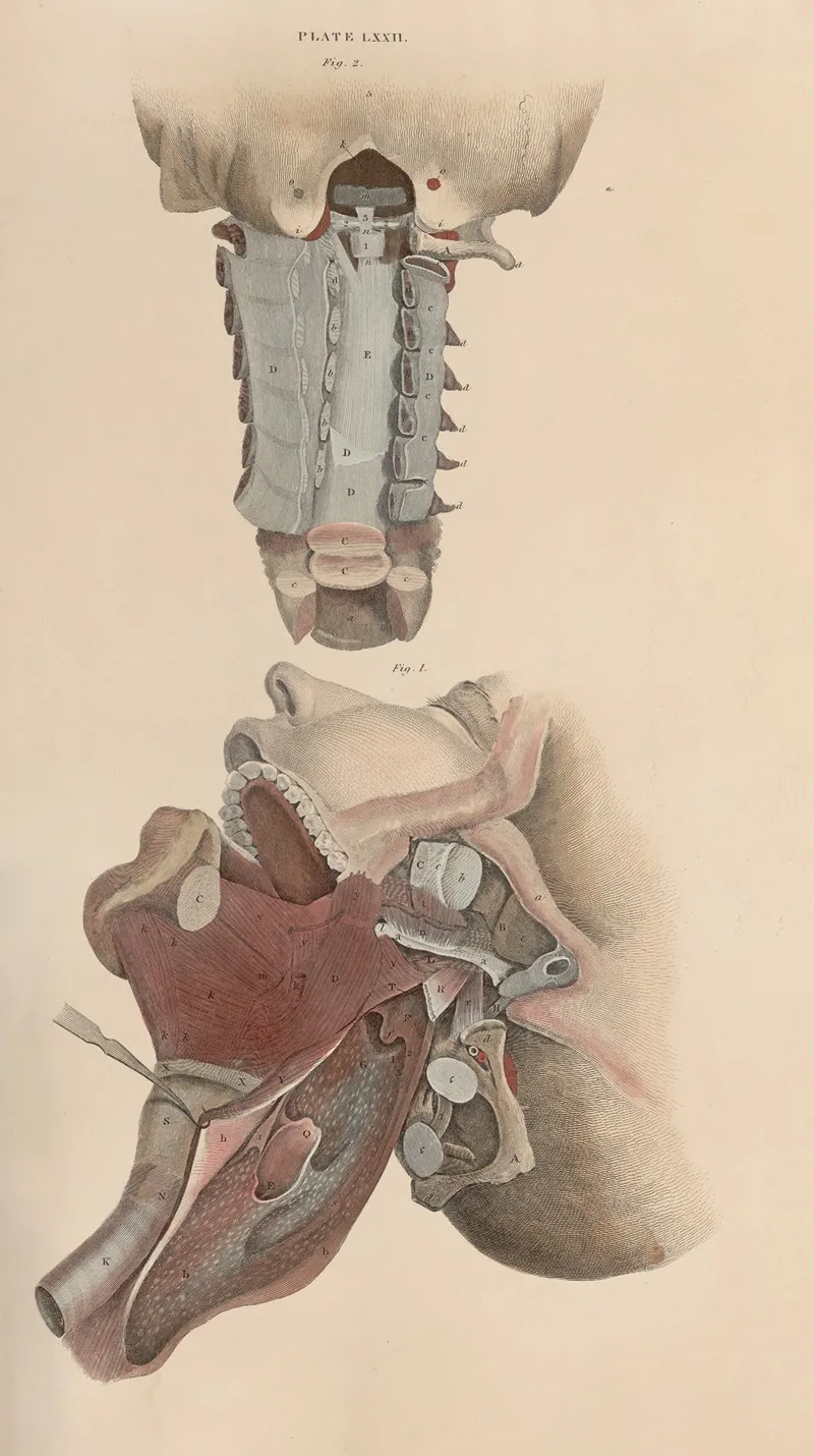 A System Of Anatomical Plates Of The Human Body Pl 075 Wall Art by John Lizars - High-Resolution Digital Print