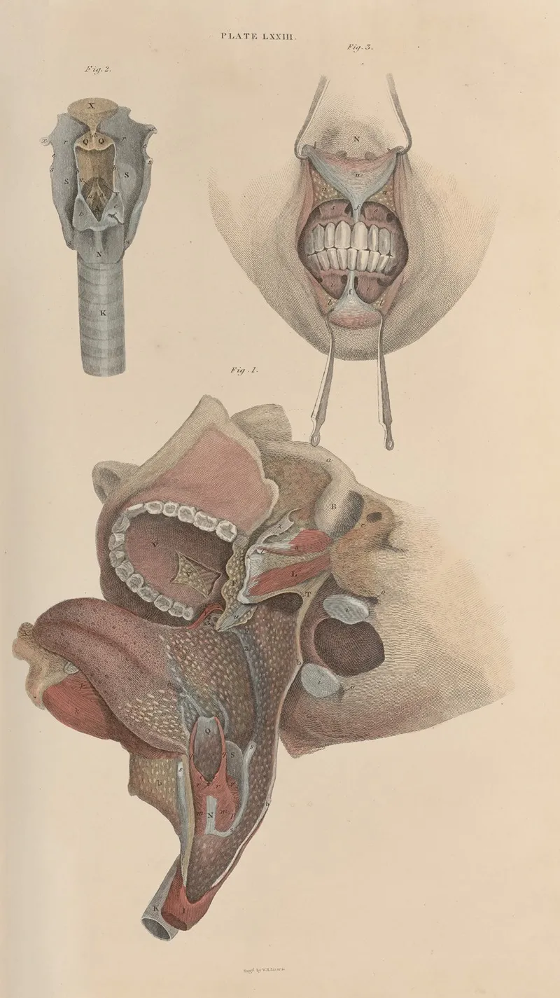 A System Of Anatomical Plates Of The Human Body Pl 076 Wall Art by John Lizars - High-Resolution Digital Print