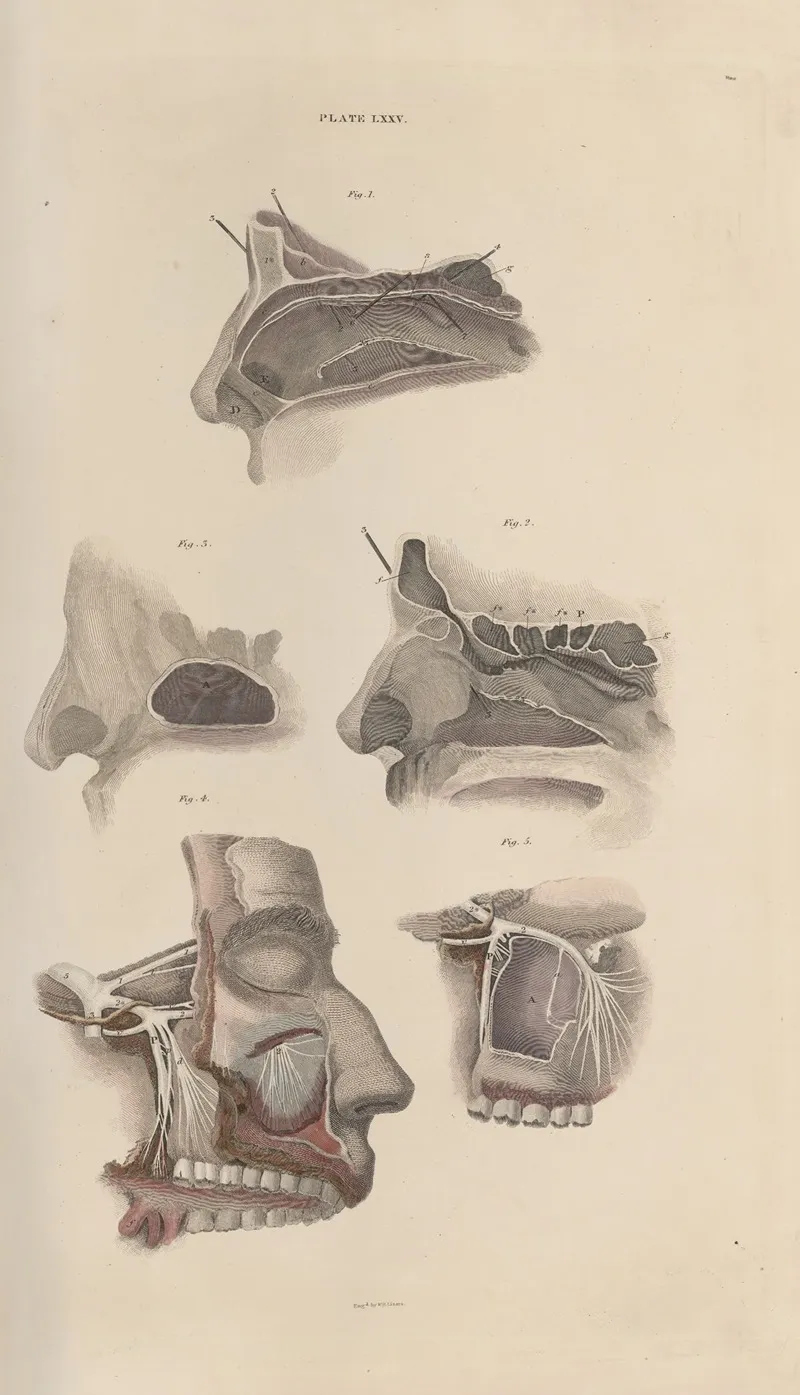 A System Of Anatomical Plates Of The Human Body Pl 078 Wall Art by John Lizars - High-Resolution Digital Print