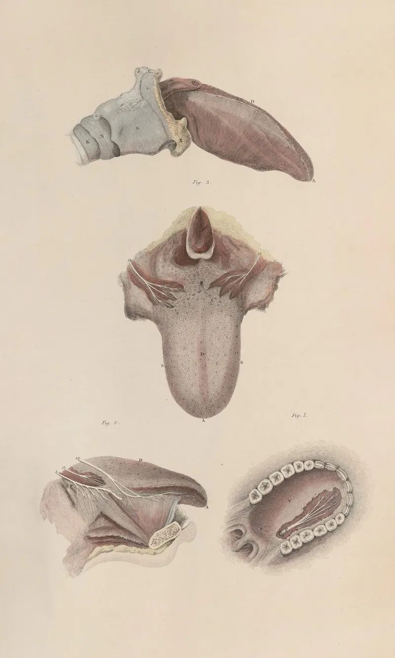 A System Of Anatomical Plates Of The Human Body Pl 079 Wall Art by John Lizars - High-Resolution Digital Print