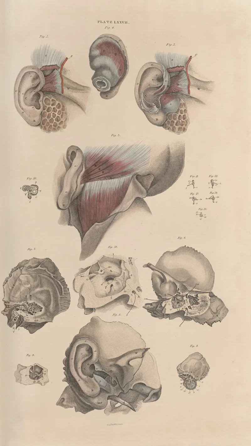 A System Of Anatomical Plates Of The Human Body Pl 080 Wall Art by John Lizars - High-Resolution Digital Print