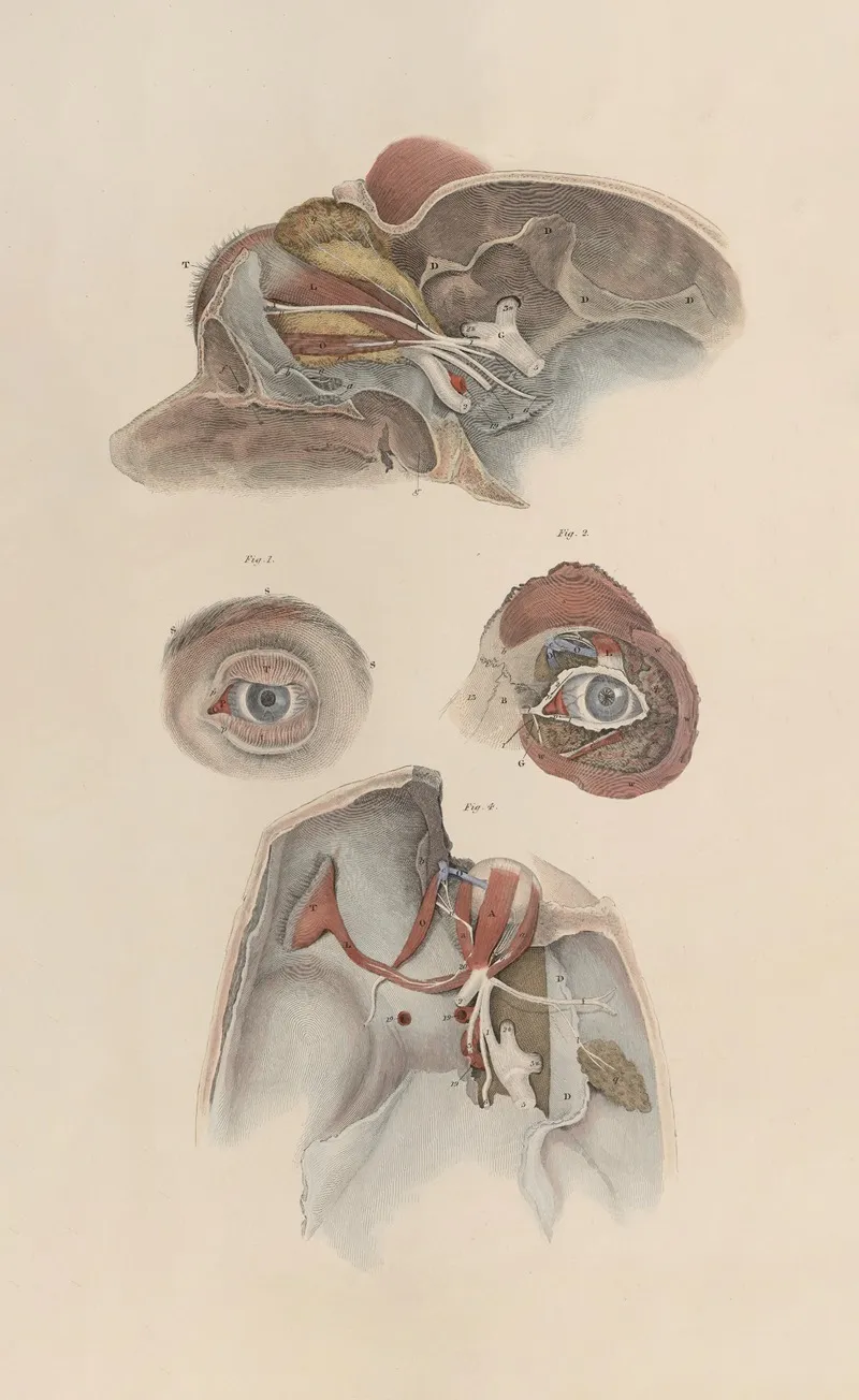 A System Of Anatomical Plates Of The Human Body Pl 082 Wall Art by John Lizars - High-Resolution Digital Print