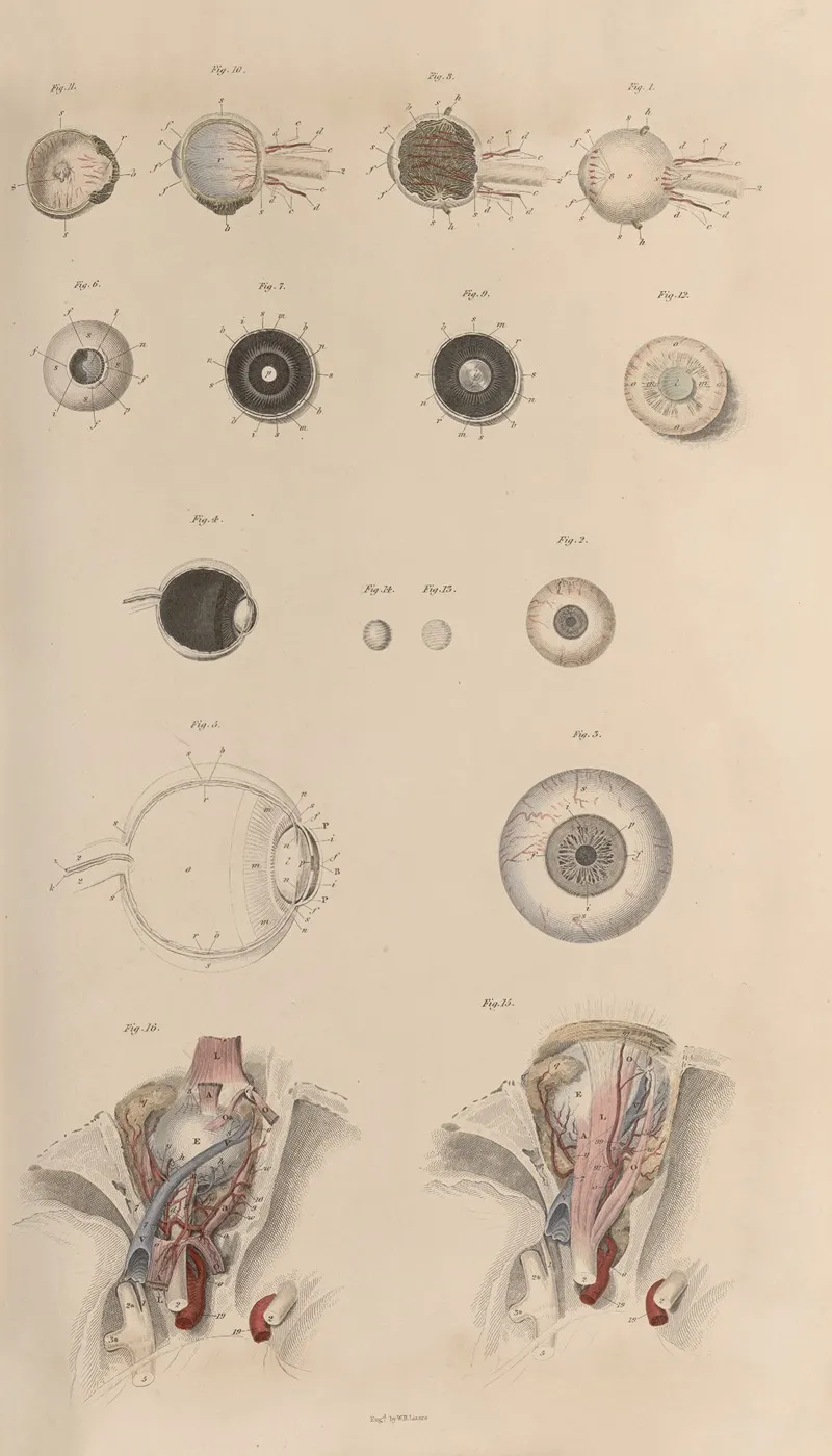 A System Of Anatomical Plates Of The Human Body Pl 084 Wall Art by John Lizars - High-Resolution Digital Print
