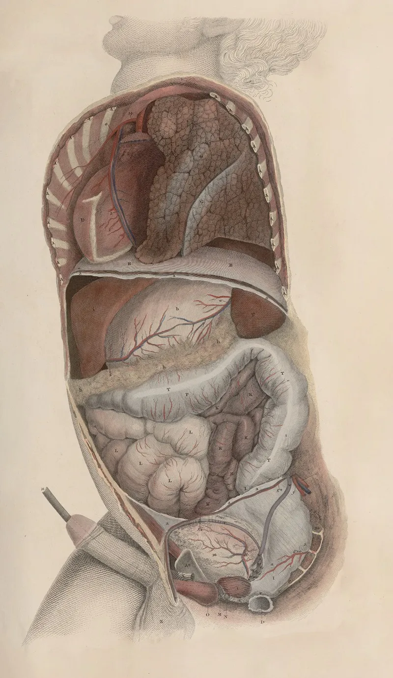 A System Of Anatomical Plates Of The Human Body Pl 086 Wall Art by John Lizars - High-Resolution Digital Print