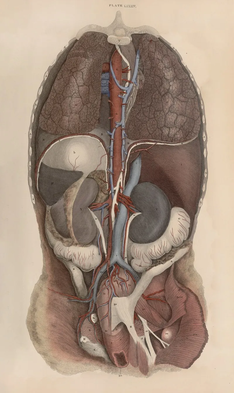 A System Of Anatomical Plates Of The Human Body Pl 087 Wall Art by John Lizars - High-Resolution Digital Print