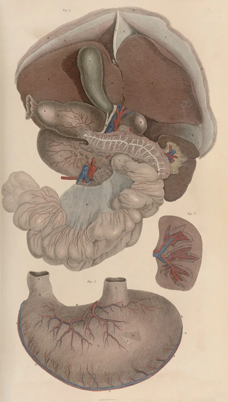 A System Of Anatomical Plates Of The Human Body Pl 088 Wall Art by John Lizars - High-Resolution Digital Print