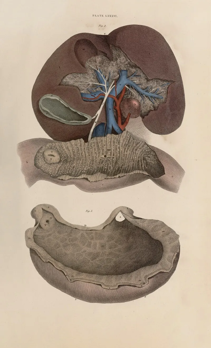 A System Of Anatomical Plates Of The Human Body Pl 089 Wall Art by John Lizars - High-Resolution Digital Print