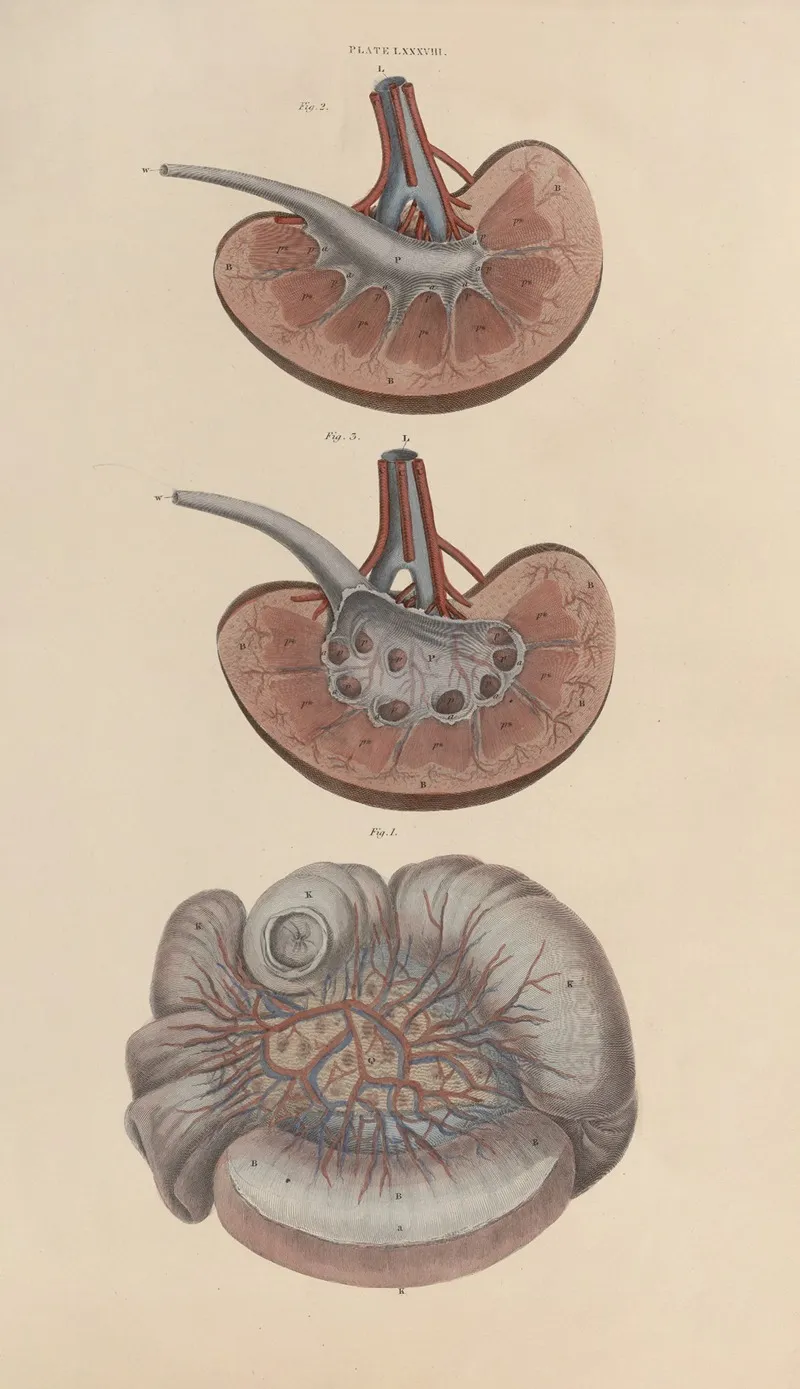 A System Of Anatomical Plates Of The Human Body Pl 091 Wall Art by John Lizars - High-Resolution Digital Print