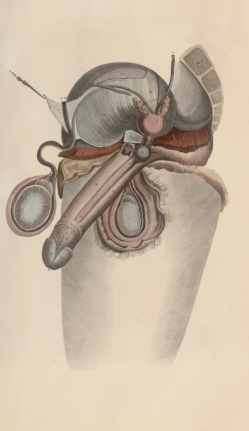 A System Of Anatomical Plates Of The Human Body Pl 092 Wall Art by John Lizars - High-Resolution Digital Print