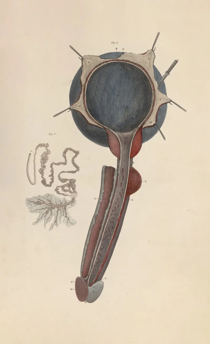 A System Of Anatomical Plates Of The Human Body Pl 093 Wall Art by John Lizars - High-Resolution Digital Print