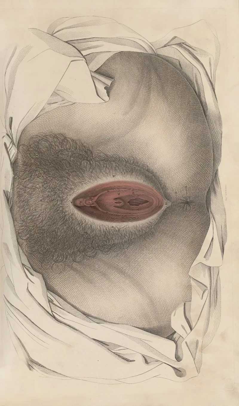 A System Of Anatomical Plates Of The Human Body Pl 094 Wall Art by John Lizars - High-Resolution Digital Print
