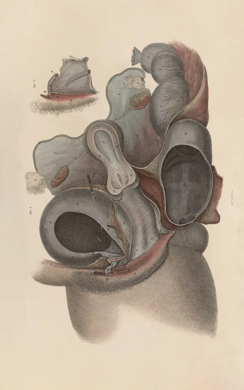 A System Of Anatomical Plates Of The Human Body Pl 097 Wall Art by John Lizars - High-Resolution Digital Print