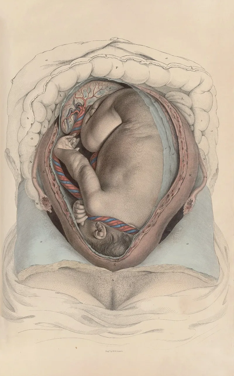 A System Of Anatomical Plates Of The Human Body Pl 099 Wall Art by John Lizars - High-Resolution Digital Print
