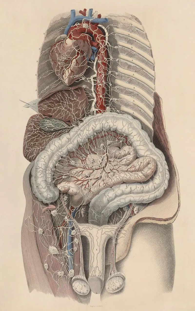 A System Of Anatomical Plates Of The Human Body Pl 101 Wall Art by John Lizars - High-Resolution Digital Print