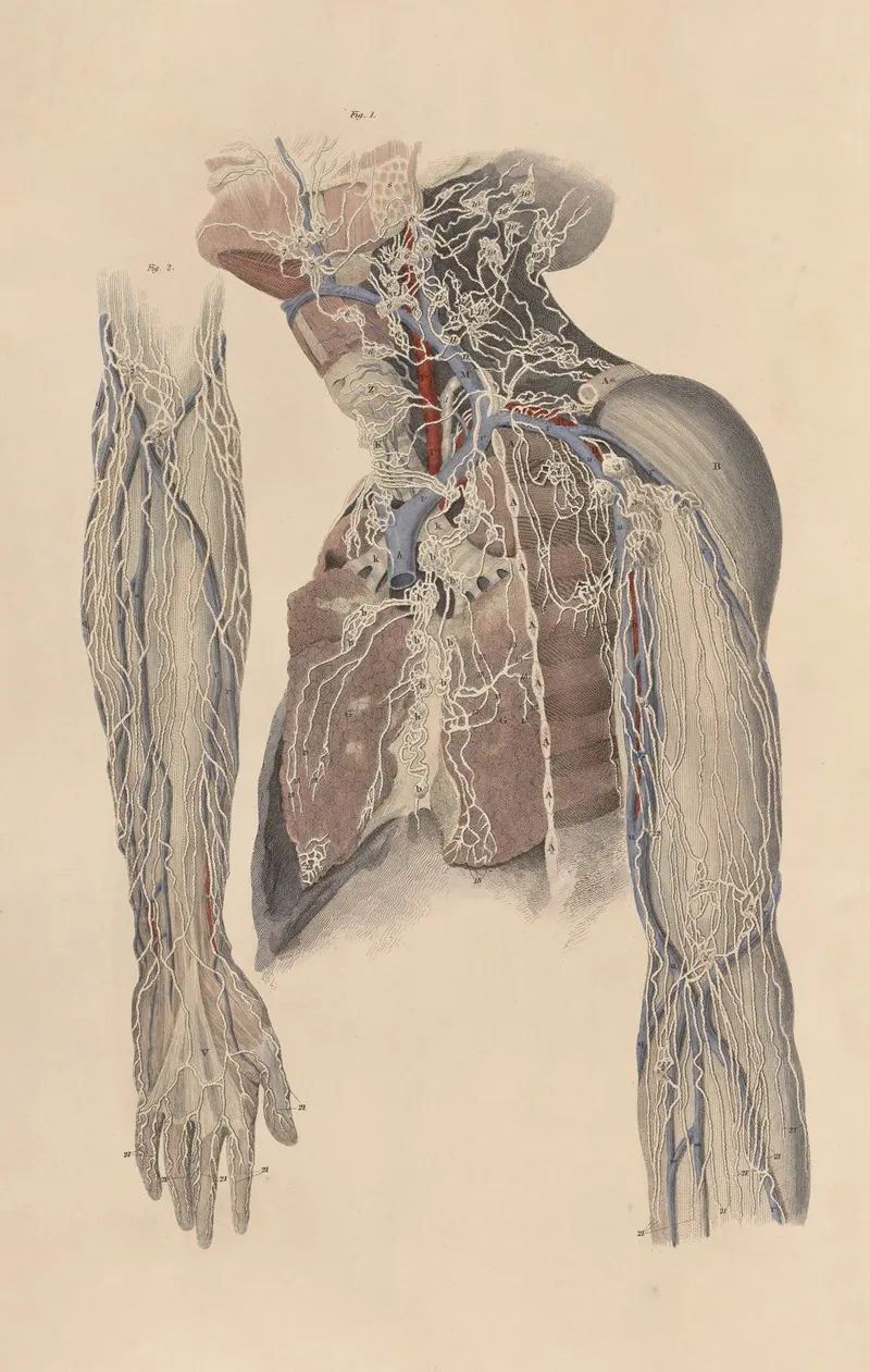 A System Of Anatomical Plates Of The Human Body Pl 102 Wall Art by John Lizars - High-Resolution Digital Print