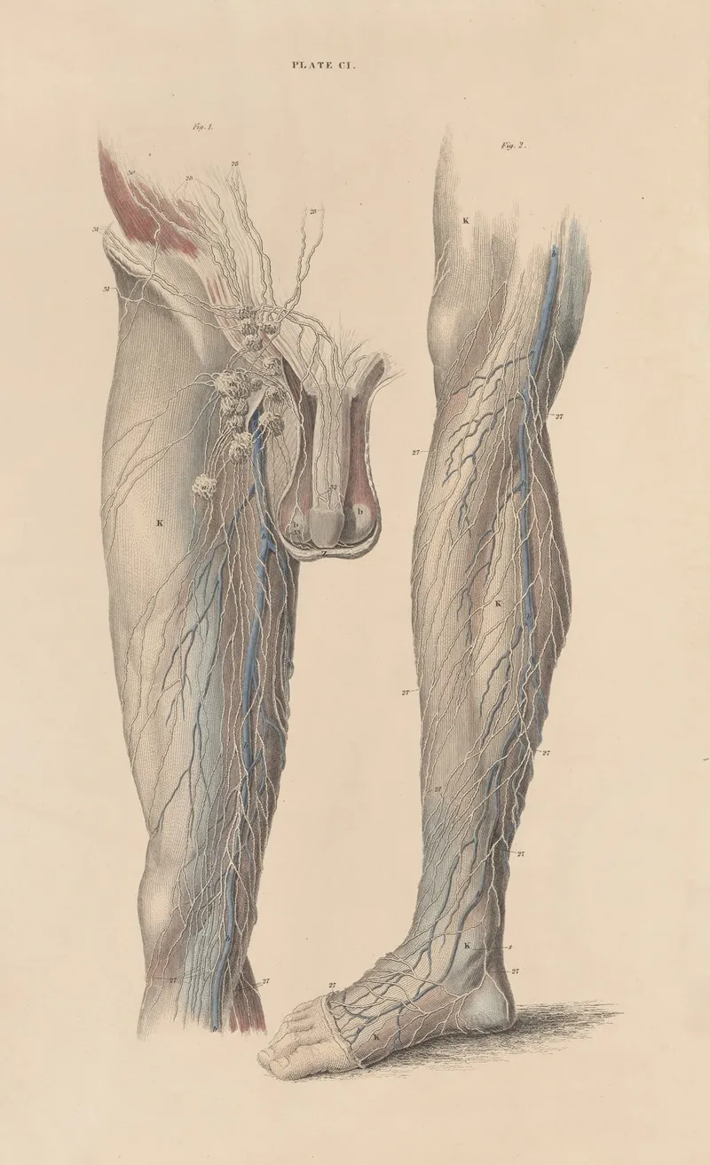 A System Of Anatomical Plates Of The Human Body Pl 104 Wall Art by John Lizars - High-Resolution Digital Print