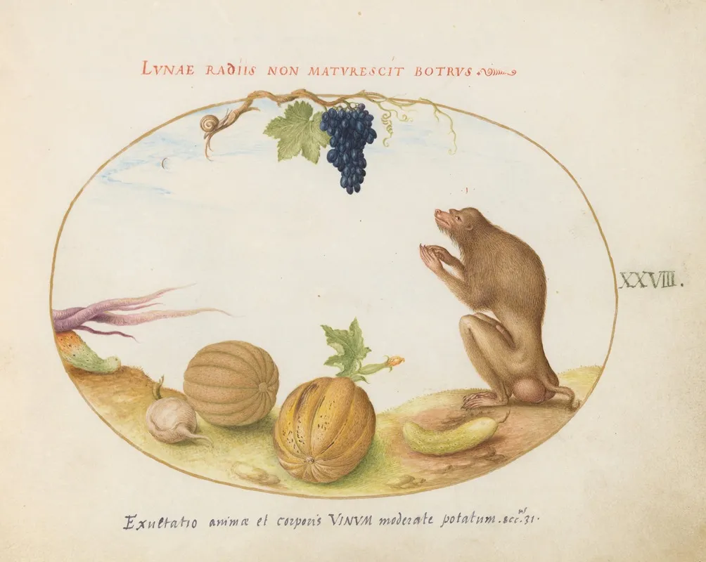 A Tartarine Barbary Macaque With Fruit And A Snail