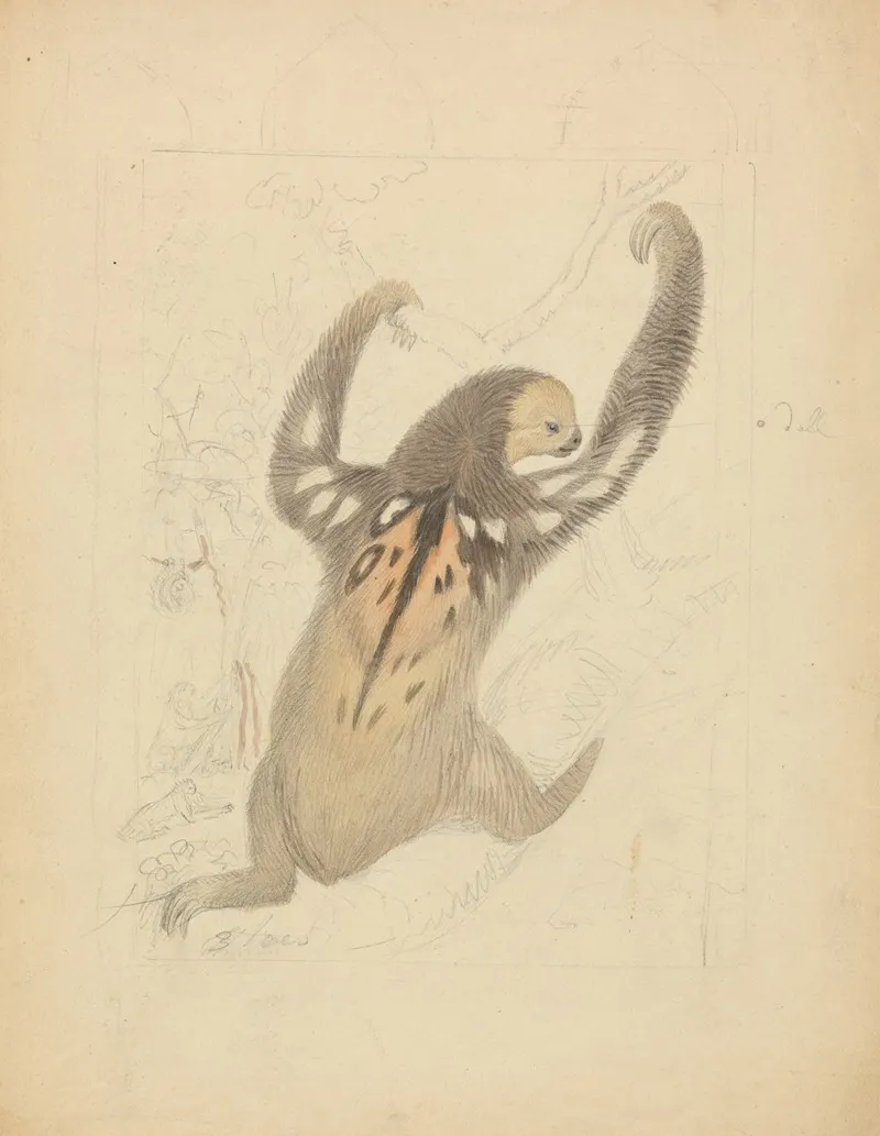 A Three Fingered Sloth