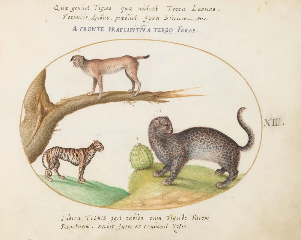A Tiger A Lynx And A Jaguar