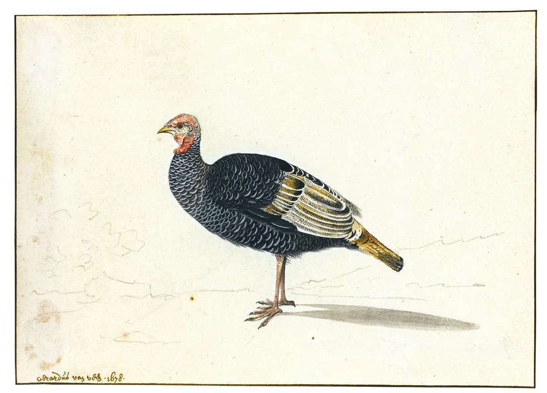 A Turkey Hen Wall Art by Gerardus van Veen - High-Resolution Digital Print