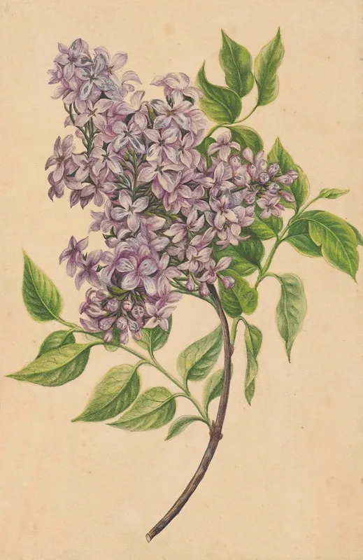 A Twig Of Lilac Wall Art by Henryka Beyer - High-Resolution Digital Print