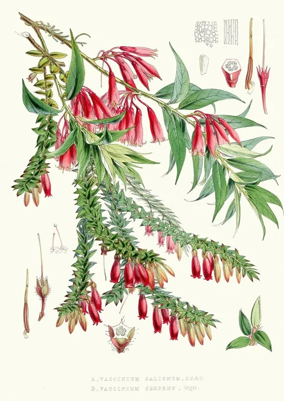 A Vaccinium Salignum H F Et T B Vaccinium Serpens H F Et T Wall Art by Walter Hood Fitch - High-Resolution Digital Print