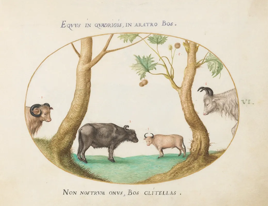 A Variety Of Oxen With A Ram And A Water Buffalo By A Plane Tree