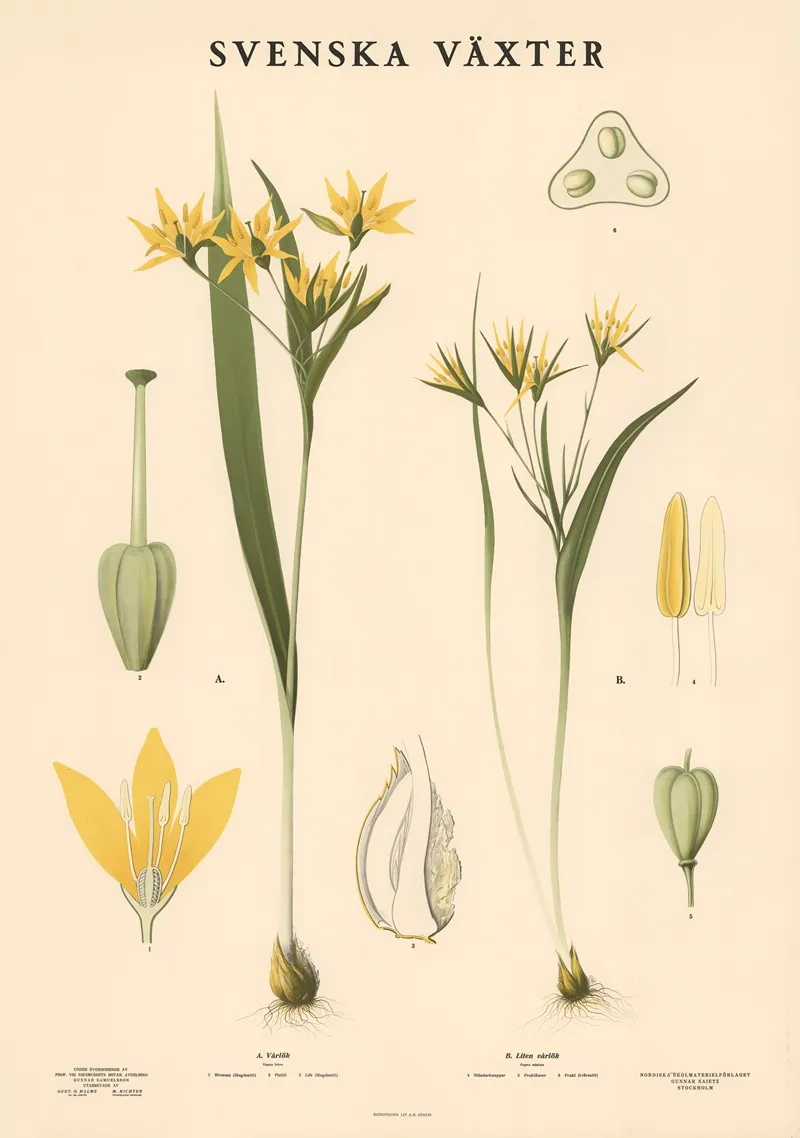 A Varlok Gagea Lutea B Liten Varlok Gagea Minima Wall Art by Max Richter - High-Resolution Digital Print
