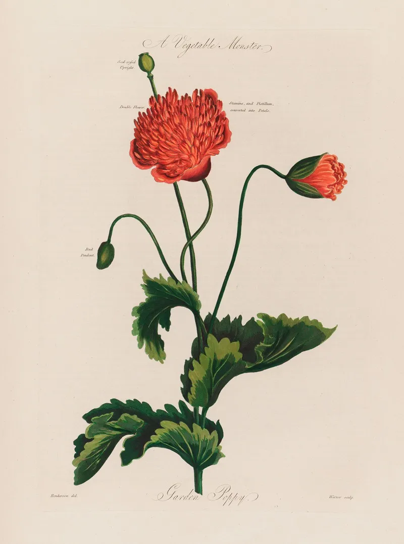 A Vegetable Monster Garden Poppy Wall Art by Robert John Thornton - High-Resolution Digital Print