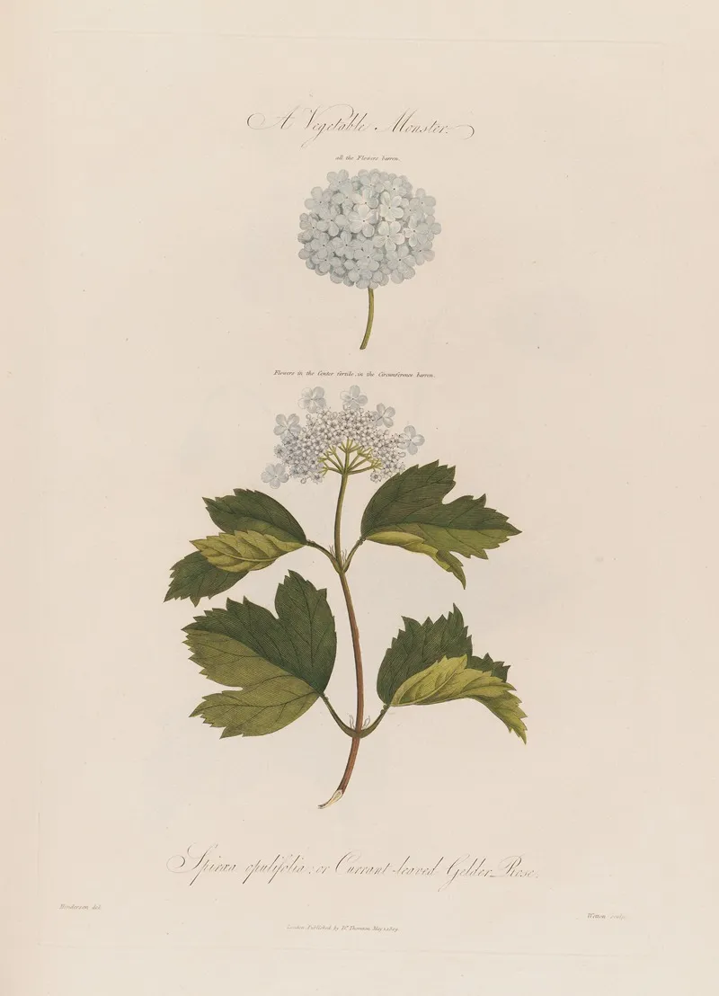 A Vegetable Monster Spiraea Opulifolia Or Currant Leaved Gelder Rose Wall Art by Robert John Thornton - High-Resolution Digital Print
