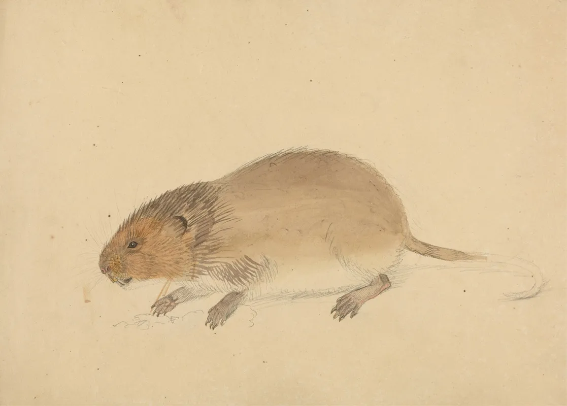A Vole